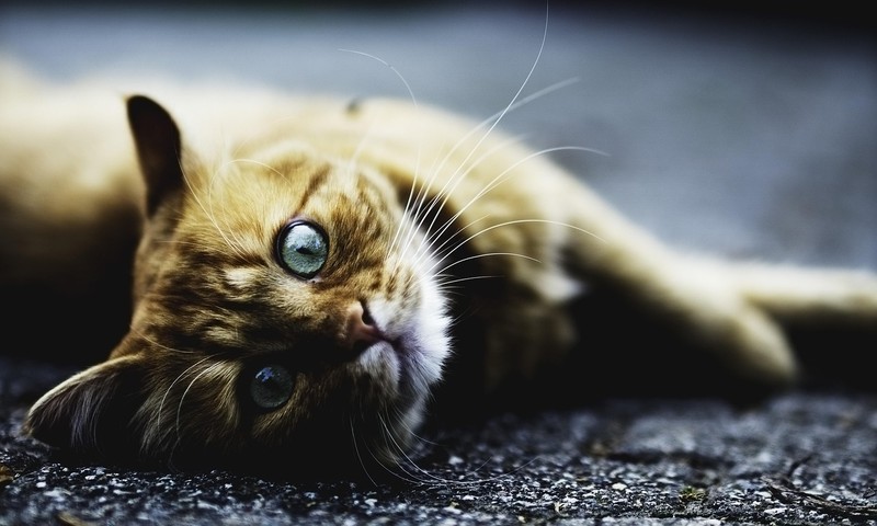 狗狗品种揭秘：金毛寻回犬的忠诚与友善