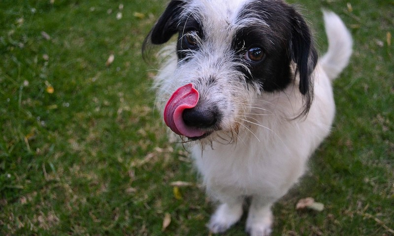 狗狗品种大盘点：从金毛寻回犬到斗牛犬