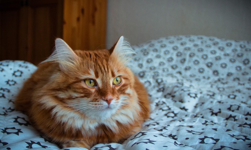 狗狗毛发护理全攻略：从饮食到日常打理，让狗狗毛发亮丽如丝