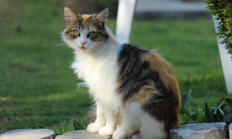 狗狗品种科普：忠诚伙伴——拉布拉多寻回犬