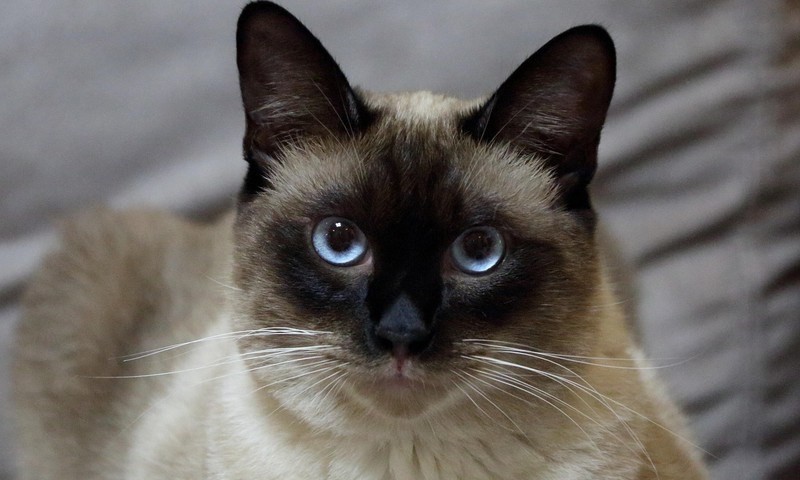 狗狗皮肤问题解析：识别症状、预防护理及治疗建议