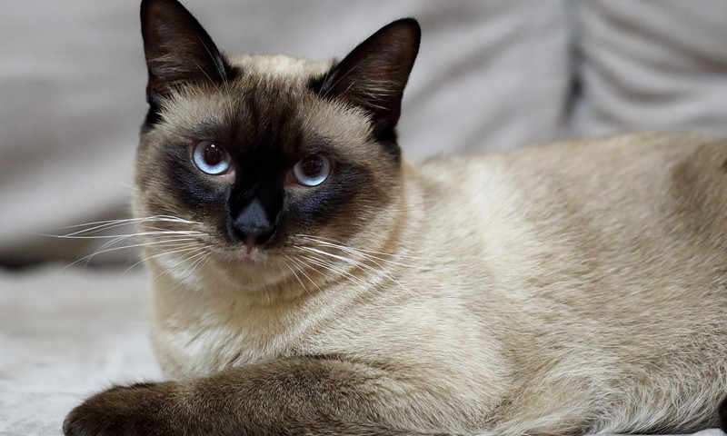 狗狗毛发护理全攻略：从饮食到日常打理，全方位呵护狗狗毛发