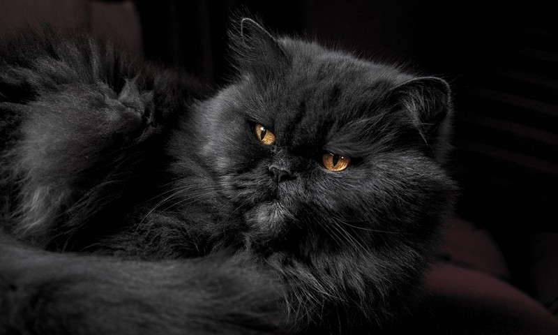 猫咪换粮攻略：轻松过渡，呵护爱猫肠胃健康