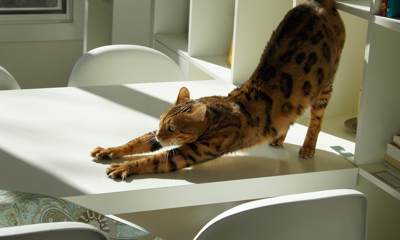 宠物肠胃调理：从饮食调整到日常护理的全面指南