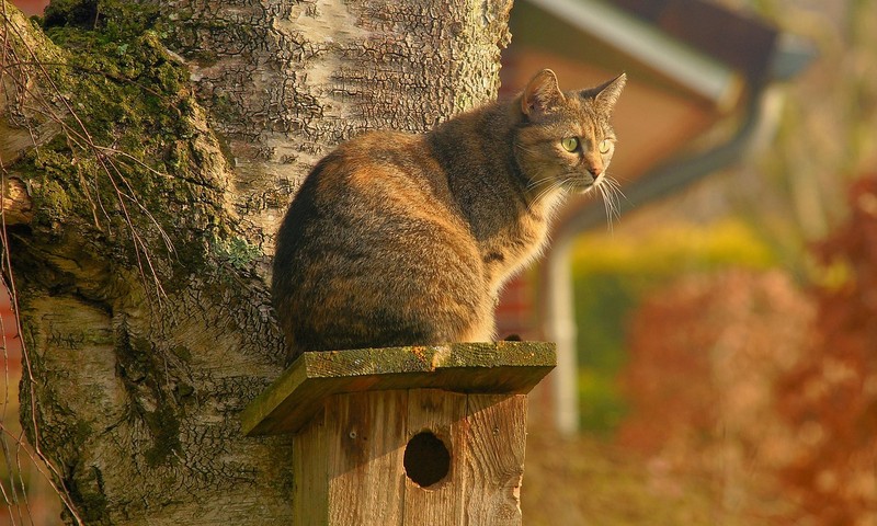 忠诚伙伴的守护者——德国牧羊犬的品种特点及养护指南