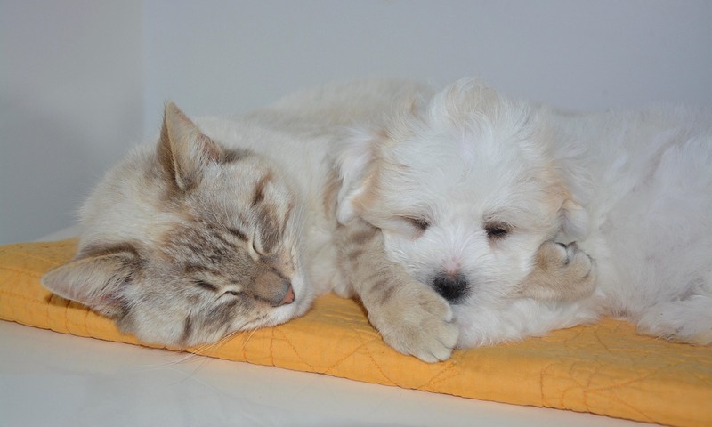 狗狗肠胃调理攻略：养出健康肠胃的秘诀