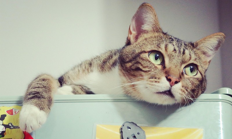 狗狗腹泻的常见原因及应对措施