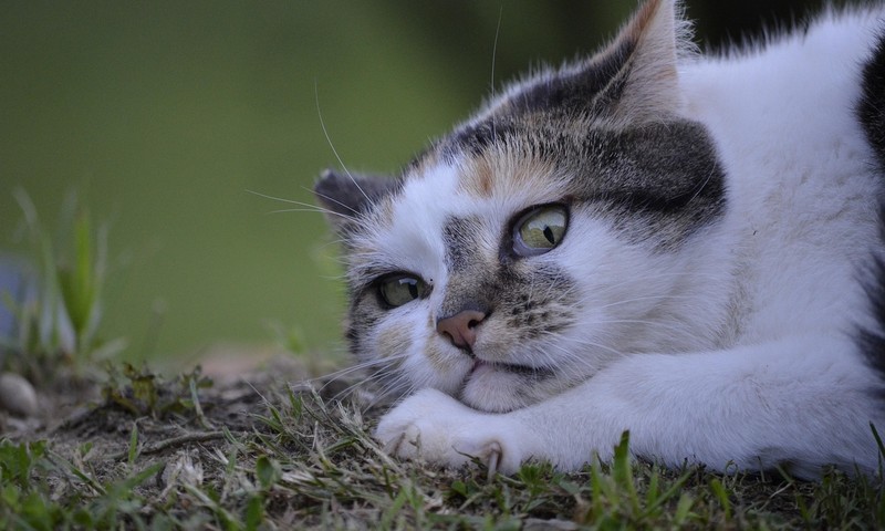 猫咪皮肤问题的识别与处理