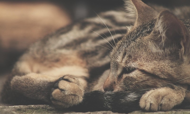 猫咪换粮攻略：轻松过渡，呵护猫咪肠胃健康