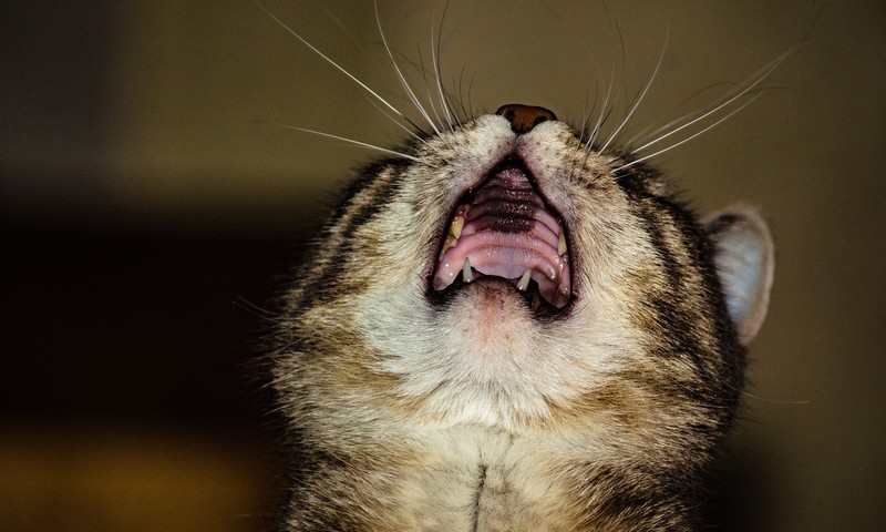 狗狗品种全解析：从体型到性格，了解您的最佳伙伴