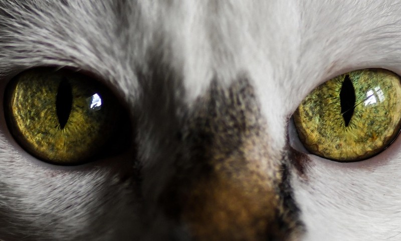 狗狗皮肤问题的诊断与护理