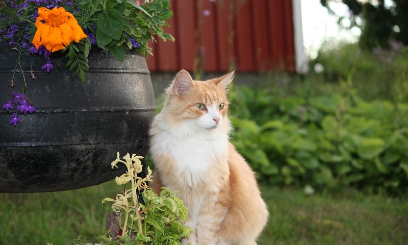 金毛寻回犬：忠诚守护者的温暖陪伴