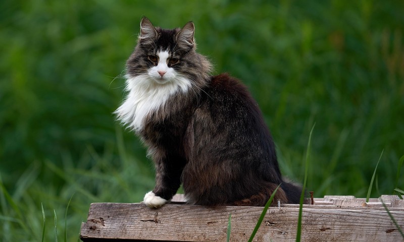 猫咪换粮全攻略：轻松应对猫咪换粮过程中的挑战