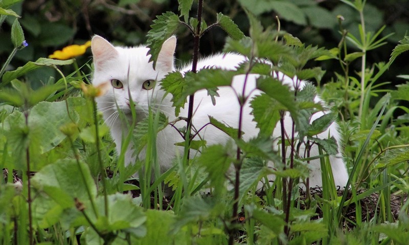 波士顿梗：小巧身躯中的勇敢灵魂