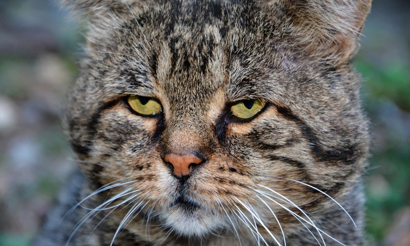 狗狗皮肤瘙痒的常见原因及护理方法