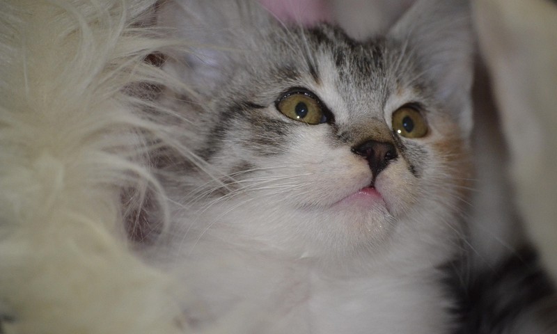 猫咪换粮技巧：平稳过渡，呵护肠胃健康