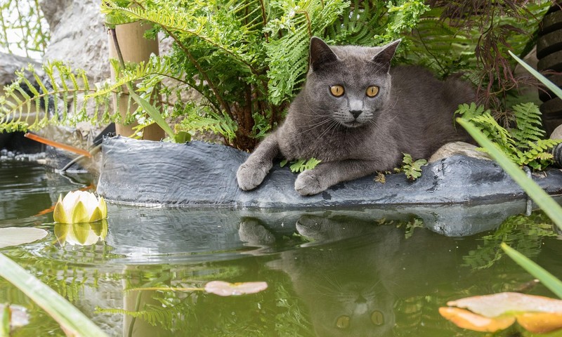 博美犬：活泼机灵的小精灵
