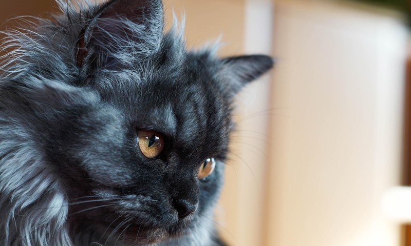 金毛寻回犬：忠诚与友善的陪伴者